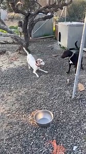 OLLY WANTS TO PLAY 🧡💚♥️ Olly has moved groups and is making friends. He wants to play with Nefeli. https://donorbox.org/george-stray-dogs-2 https://www.paypal.com/donate/?cmd=_s-xclick&hosted_button_id=YDFUP26WDRCBN Ο Ολλι 🐾 θέλει να παίξει 🩵 🩷😊 Ο Ολλι μπήκε σε ομάδα κ κάνει νέους φίλους. Θέλει να παίξει με τη Νεφέλη!! | George Stray Dogs Non Profit Organisation