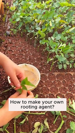 14K views · 145 reactions | DIY rooting stimulant #backyardgardening #gardeninglife #vegetablegardening #vegetablegarden #gardeningtips #gardeninglove #organicgardening #gardensofinstagram #gardenideas #urbangardening #gardeningistherapy #gardeninggoals #homegardening #gardeninspiration #lovegardening #gardeningisfun #countrygarden #veggiegarden #happygardening | Garden Tips | Facebook