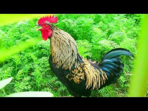 Amazing Rooster Crowing Compilation Plus | Rooster sound effect video #rooster #roostercrowing