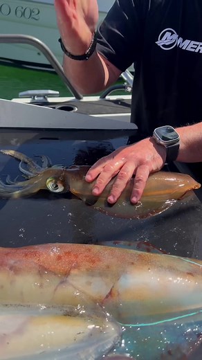 Karate Chopping a Squid | Colossal Squid Encounter