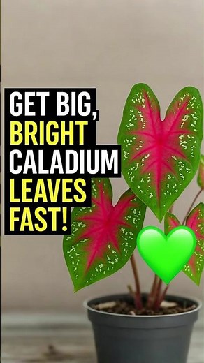 Get Big, Bright Caladium Leaves FAST | Easy Plant Care Tips