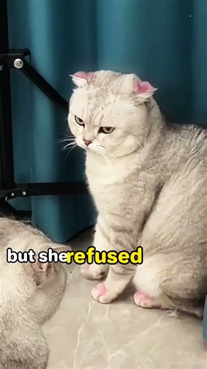 How to Stop Cats from Fighting