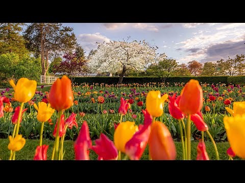 🌷 Experience Spring in New England 🌹 (Beautiful Spring Flower Displays)