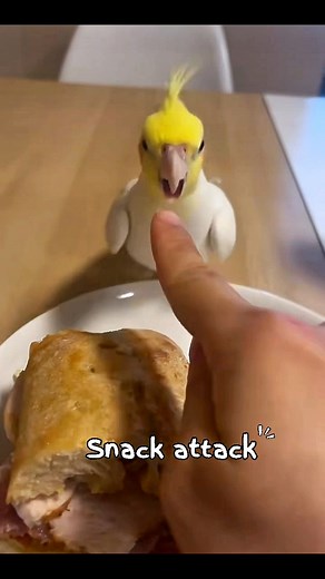 Snack attack🌯😈 #highlightseveryone #fypシ #birdwatching #birdlife #love #birds #Amazing #funny #cocktails #snacktime #snacks #attack | Leo The talking Bird