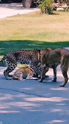 4.4K views · 13 reactions | Leopard _ lion hunting a dog...