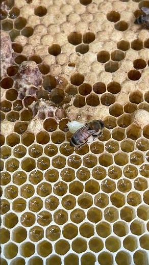 “Beekeeping 101: Removing Weak Queen Cells 👑 | Strong Colony Tips”