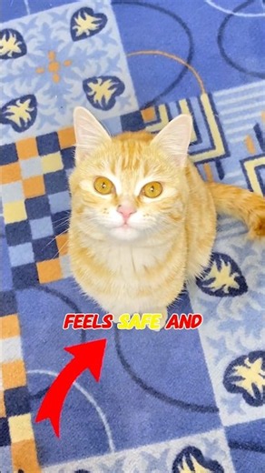 3 Signs Your Cat Secretly Loves You 🐱❤️