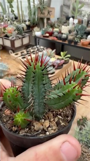 🌵 The amazing Euphorbia enopla 🌵❤️