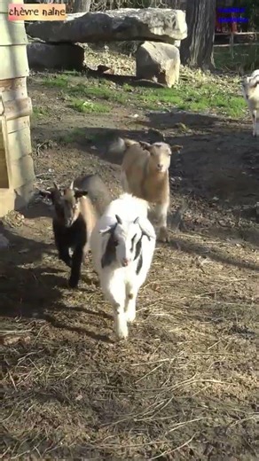 Cri de la Chèvre Naine🔊🐐🚜