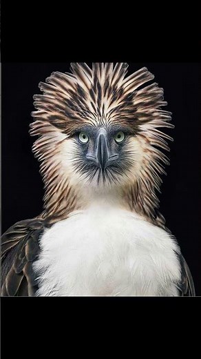 Il photographie les animaux en voie d’extinction