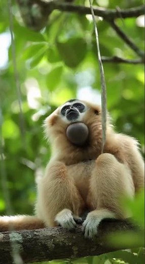 Epic Gibbon Sound in Jungle Trees 🐒🎶