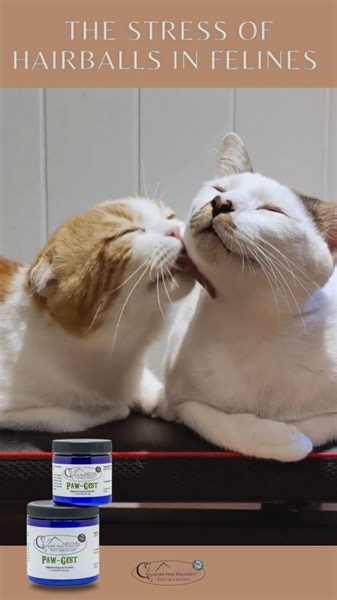🚫😿Hairballs and vomiting can be signs that your cat is not digesting their food properly. With Paw-Gest, your cat can better break down the hair they ingest during grooming, minimizing the formation of hairballs and supporting their overall digestive health. Just a sprinkle over their meal can pave the way to a happier belly and a happier cat! 🐱 🔗Click here for more information on Paw-Gest: https://glacierpeakholistics.com/products/paw-gest-digestive-enzymes-1 #PawGest #HappyTummyHappyPet #D