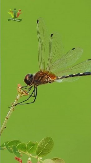 Unbelievable Dragonfly Facts You Didn’t Know! #shorts #facts #animals