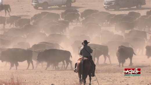 Custer State Park is ready for this years roundup