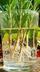 Como enraizar el romero usando el agua | Plantas y El Ddario