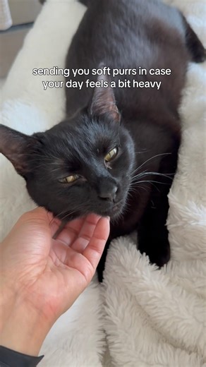 feeling stressed? watch this tiny kitten purr 🐾 black cat comfort