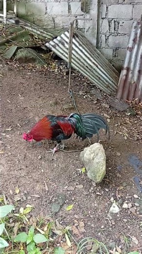 milsims black hatch 8 months old #games #shorts #rooster #gamefowl #roosterfarm #gaming #chicken
