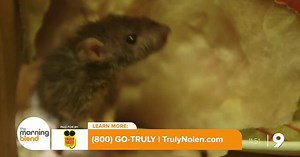 Pack Rats Arriving for Autumn