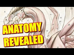 Dungeons and Dragons Lore: Dragon Anatomy Revealed!
