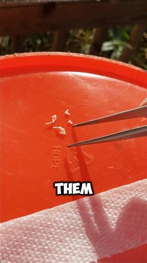 These are the smallest bones in the body, so super easy to loose.