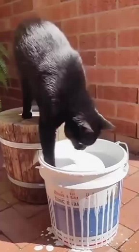 Hilarious Cat Moments Compilation for Kids