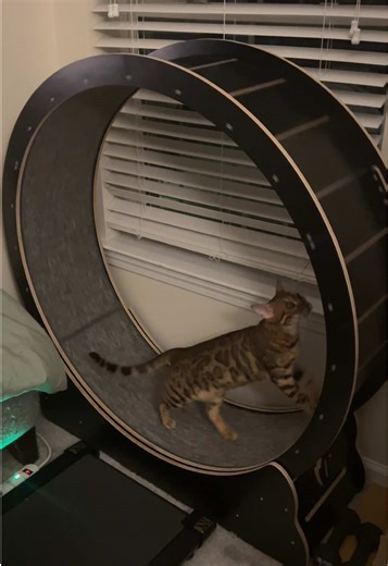 Feline 5 Family | Rescued Pets on TikTok