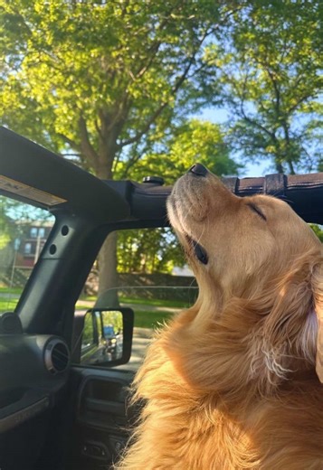 #josephcuration #joseph | joseph