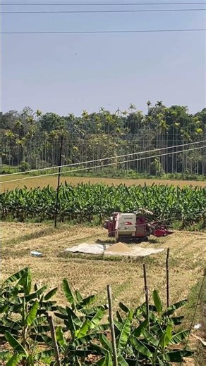 Paddy harvesting process using a harvesting machine 🌾| Paddy Harvesting