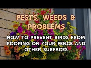 How to Prevent Birds From pooping on Your Fence and Other Surfaces