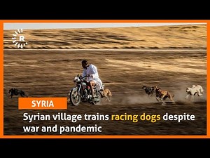 Syrian village trains racing dogs despite war and pandemic