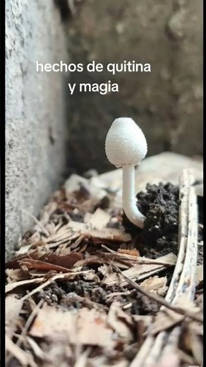 Reino Fungi 🍄🍄‍🟫#naturaleza #hongos #mushrooms
