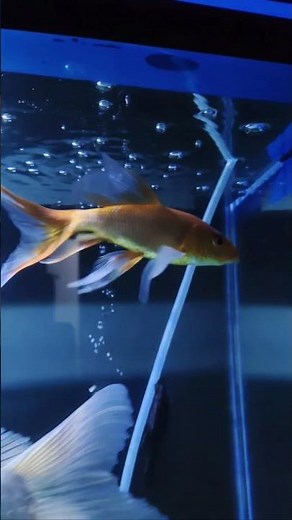 Unbelievable Gold Fish Moments 😱 | Viral Aquarium Shorts | ASMR + Crazy Facts #goldfish
