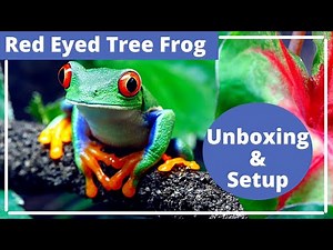 Red Eyed Tree Frog: Unboxing & Setup