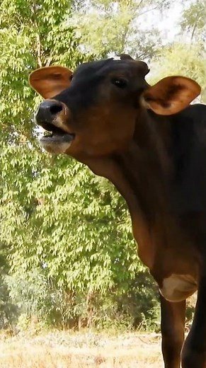 Cow Animal Sound and Funny Short Video | Cute Cow Moo Sound | Amazing Farm Animal #shorts