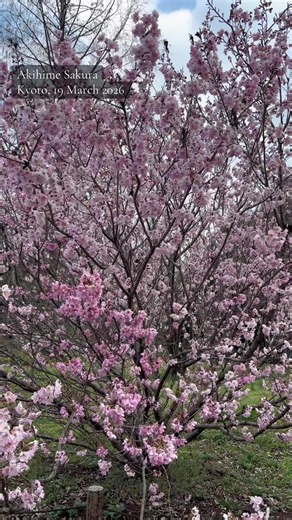 Kyoto Botanical Gardens: Sakura Viewing Guide