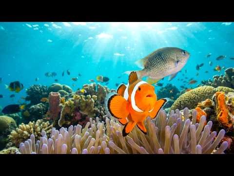 CONTROL | Marine Life That Rules the Ocean
