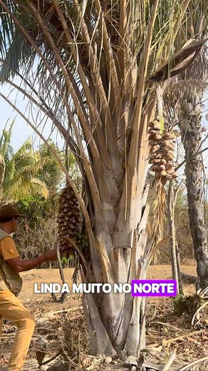 Palmeira babaçu (nome cientifico: Attalea) também conhecido como baguaçu e coco-de-macaco. Uma palmeira nativa do Cerrado e região norte, com ocorrência nos estados do Maranhão, Tocantins e Piauí, na região conhecida como Mata dos Cocais (transição entre Caatinga, Cerrado e Amazônia) A árvore pode atingir de 10 a 30 metros de altura e suas folhas podem chegar a oito metros de comprimento. Cada cacho, por sua vez, pode produzir de 300 a 500 cocos. A casca do fruto é resistente e, no seu interior,