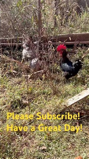 Chickens Foraging #homesteading #prepping #selfsufficiency