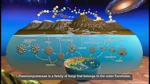 Elasmomycetaceae in biology - meaning, definition and examples