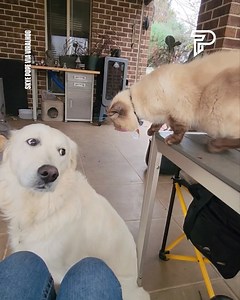 5.2M views · 90K reactions | Why are cats like this?  | Pubity | Facebook