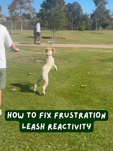 Effective Leash Reactivity Training for Dogs