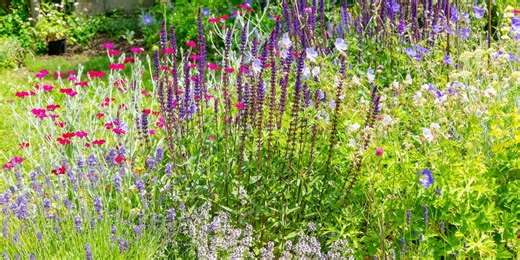 How to create a wild garden in a small space — even on a balcony