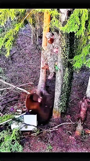🐻 Giant Bear Hunting Action | Heart Stopping Moments#HuntingSeason#WildlifeHunting#BoarHunting