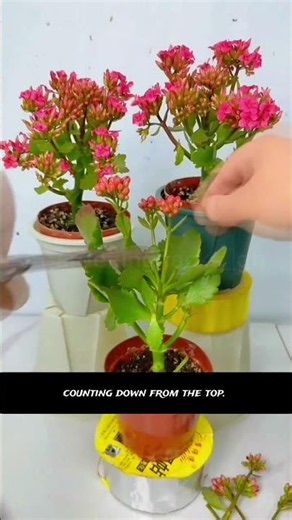 Get Your Kalanchoe Blooming Again with This Simple Pruning Trick!