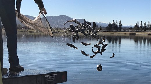 Sparks Marina stocked with 3,000 rainbow trout; plus fishing report for March 4