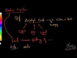 06 Mitochondrial Oxidation of Glucose 01 Moaz Wahdan