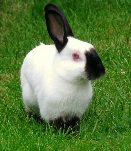 Himalayan Rabbit Care Sheet - Here Bunny