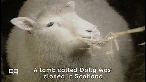 55K views · 55 reactions | Should science allow for human cloning? On what marks 23 years since Dolly the sheep became the first cloned mammal, the debate continues surrounding the ethics of cloning. Look back on Liz Hayes' 1997 report: youtu.be/jDi-eF0_f8s #60Mins | 60 Minutes Australia | Facebook