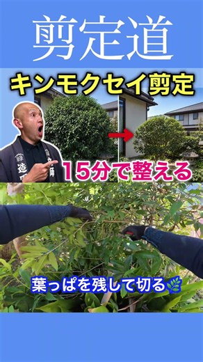 《Set Your Own Rules!!》Pruning in Just 15 Minutes Without Rushing #PruningTips #SweetOsmanthus #Ga...
