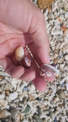 Pick Up Shells With Robin -Ez22